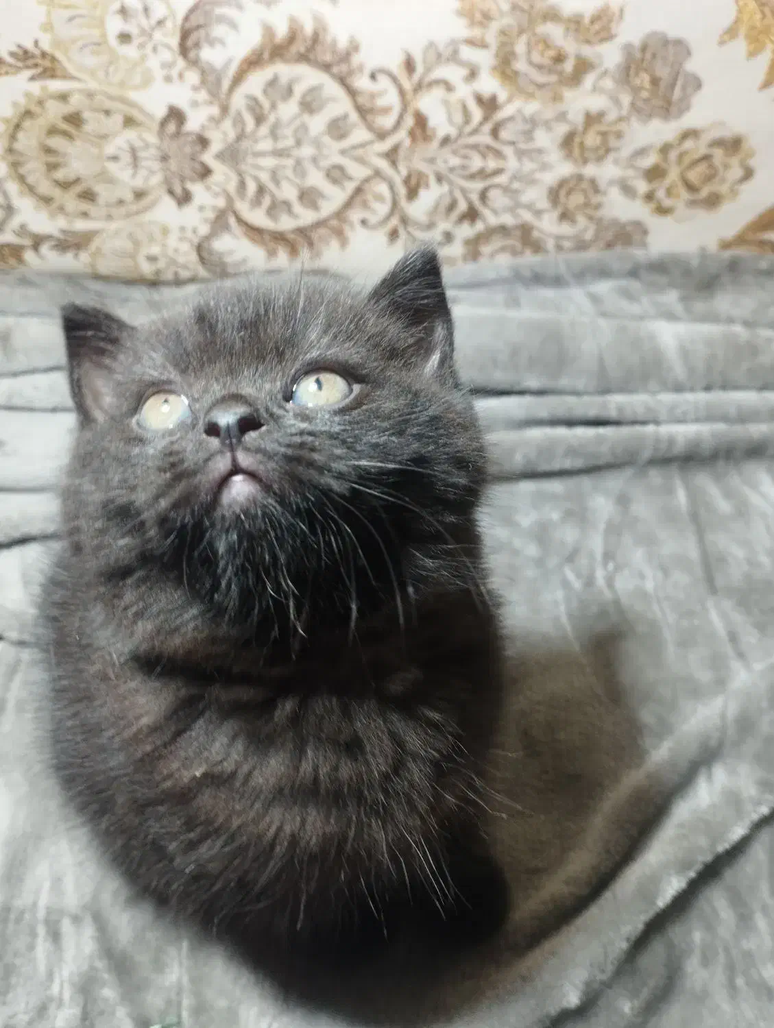 واگذاری گربه بریتیش|گربه|برازجان, |دیوار