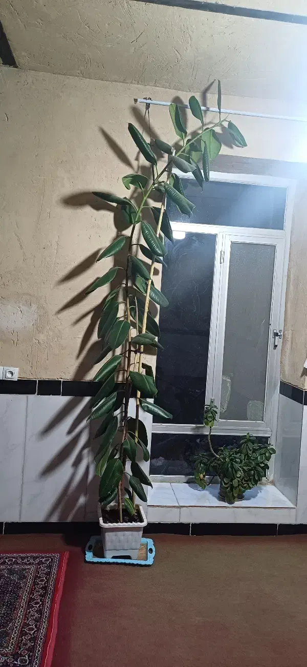 ۱۸۰۰۰۰۰|گل و گیاه طبیعی|جوانرود, |دیوار