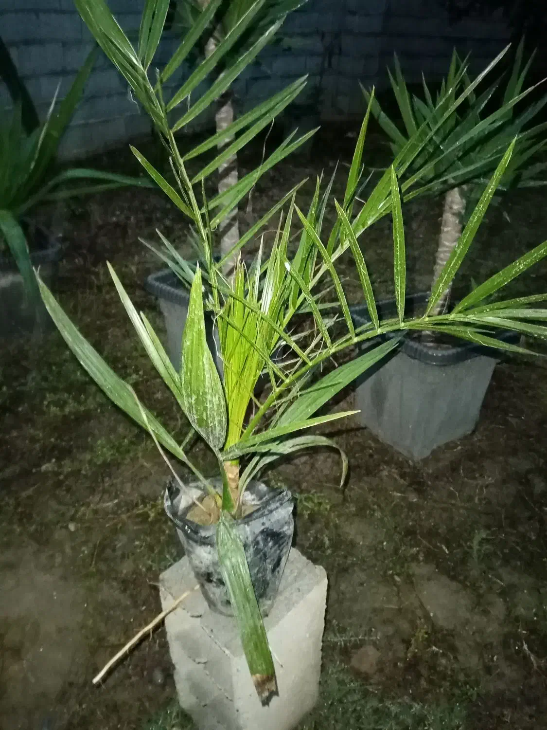 نهال پالم|گل و گیاه طبیعی|کوهیخیل, |دیوار