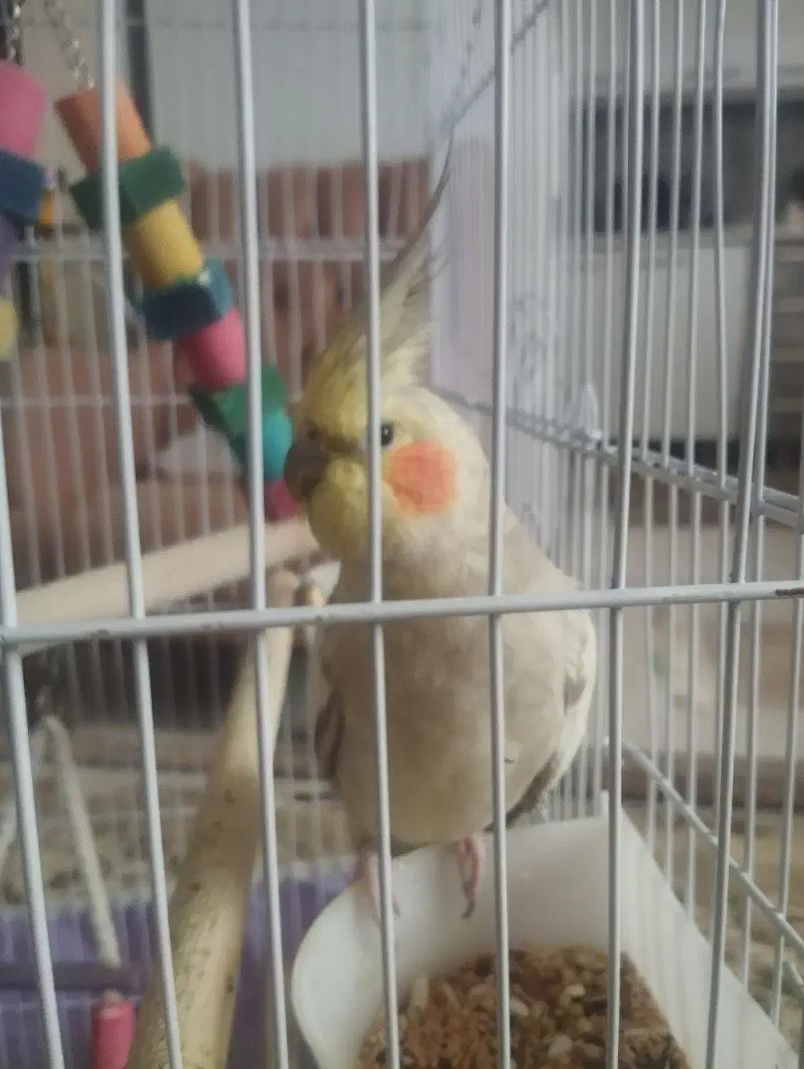 عروس هلندی|پرنده|محمدیه-قزوین, |دیوار