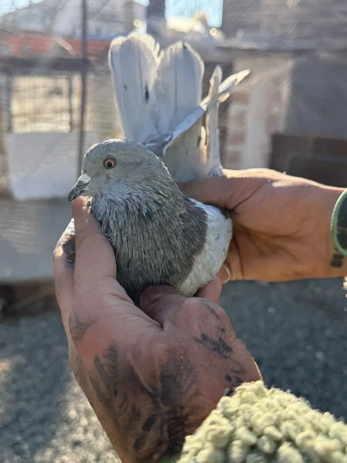 کفتر پرشی آس|پرنده|ری, صفاییه (چشمه علی)|دیوار