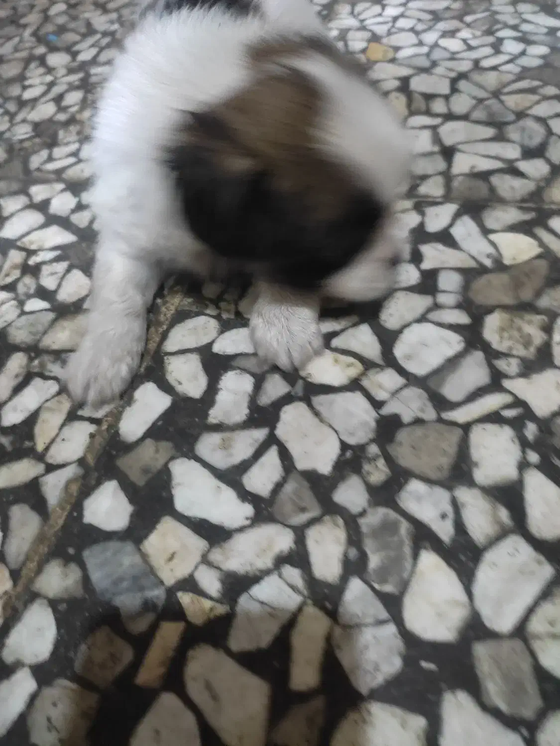 اشمیتزوترییر توافقی|سگ|بندر انزلی, نیمه شعبان|دیوار