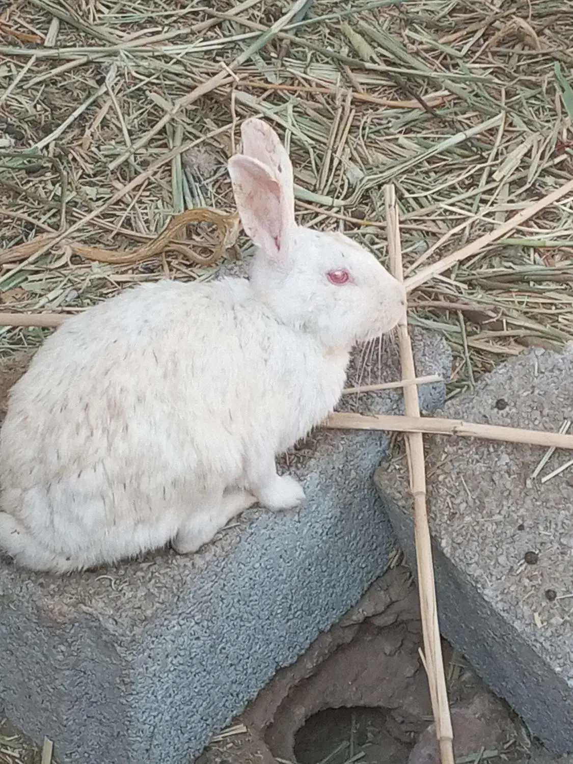 خرگوش|موش و خرگوش|کرمان, |دیوار