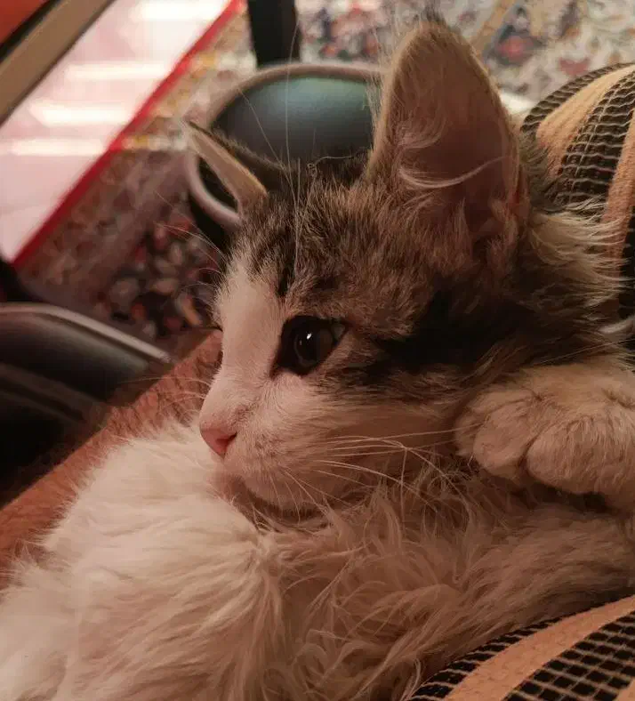 واگذاری گربه ماده لانگ هیر ۳ ماهه|گربه|کرج, شاهین‌ویلا|دیوار