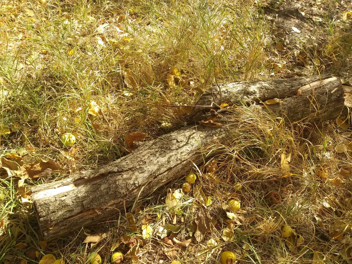 فروش چوب ودرخت گردو، بید، گلابی، میوه|خدمات باغبانی و درختکاری|الشتر, |دیوار