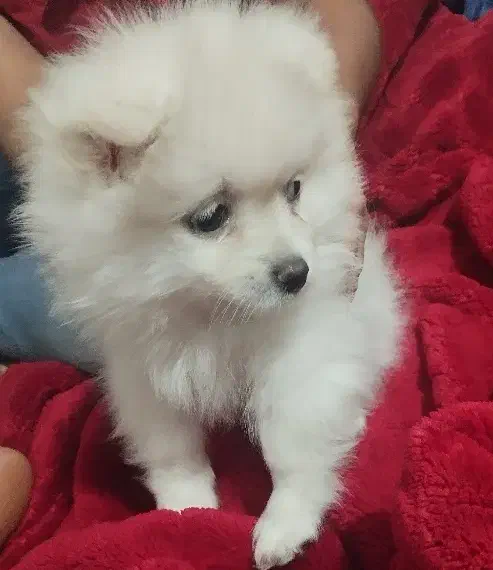 سگ خانگی|سگ|بوشهر, |دیوار