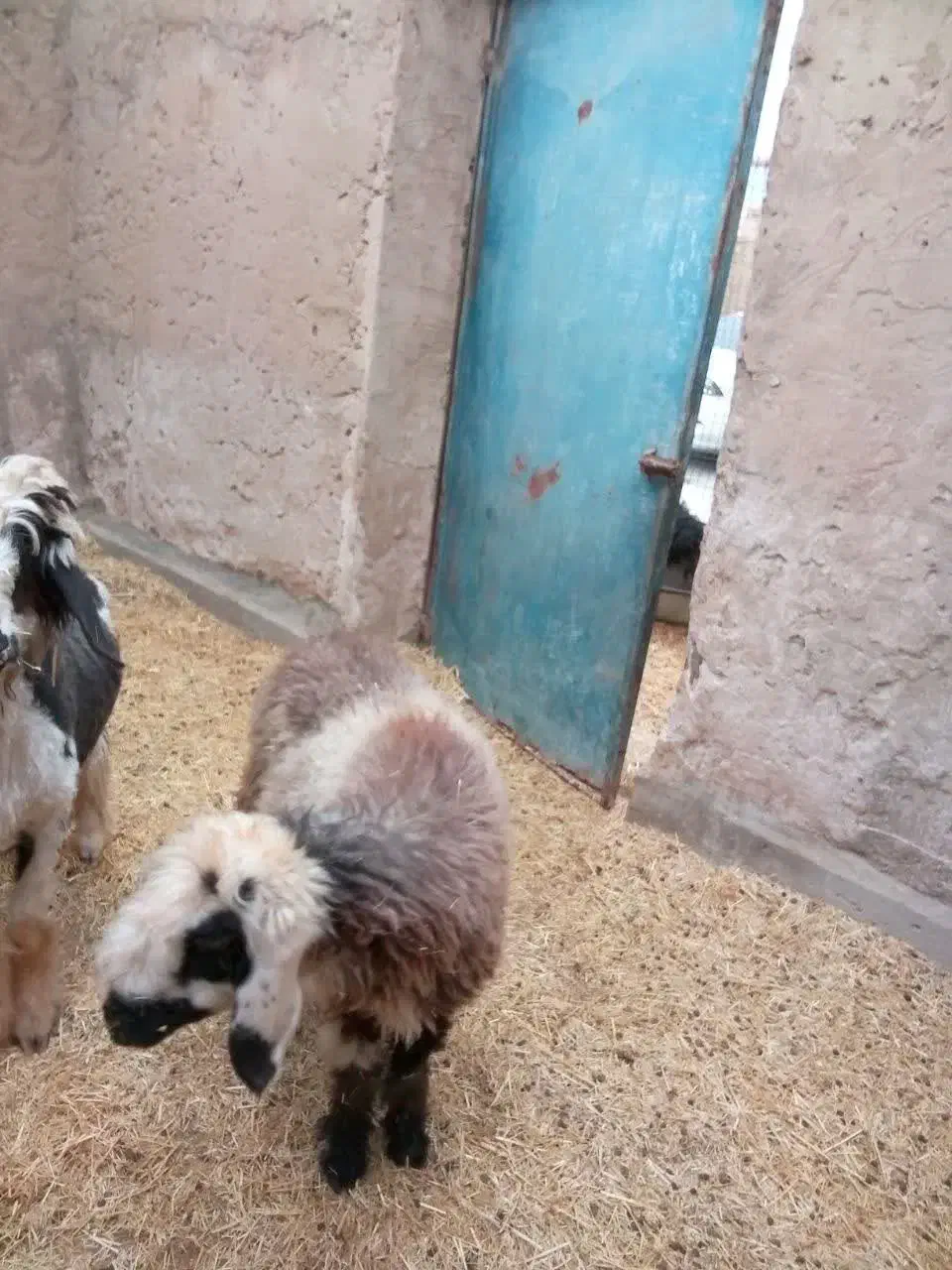 سن جون سه بیگ  10 قیمت  سن جون سه بیگ|حیوانات مزرعه|مسجد سلیمان, |دیوار