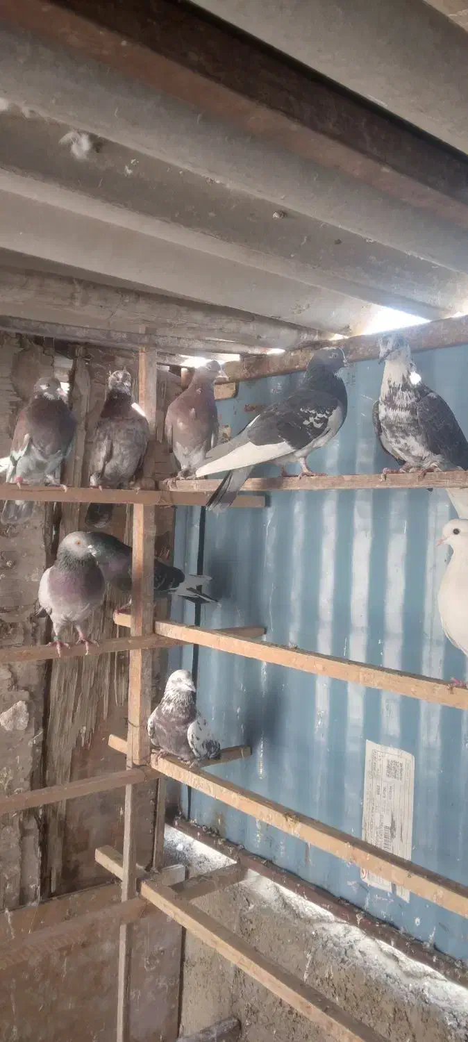 کبوتر پرشی|پرنده|ری, شهرک نظامی|دیوار