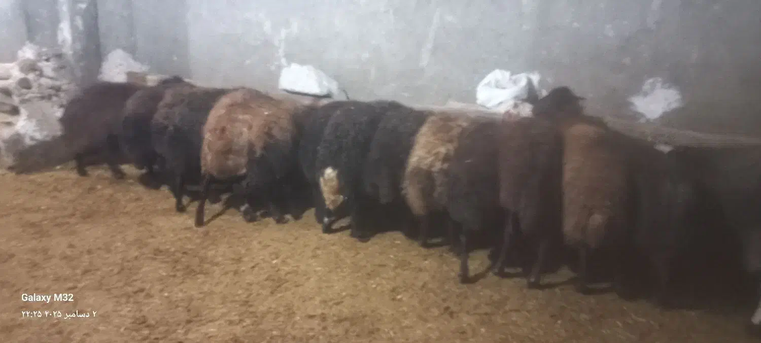 تعداد۱۶ میش دورگ افشار|حیوانات مزرعه|دهگلان, |دیوار