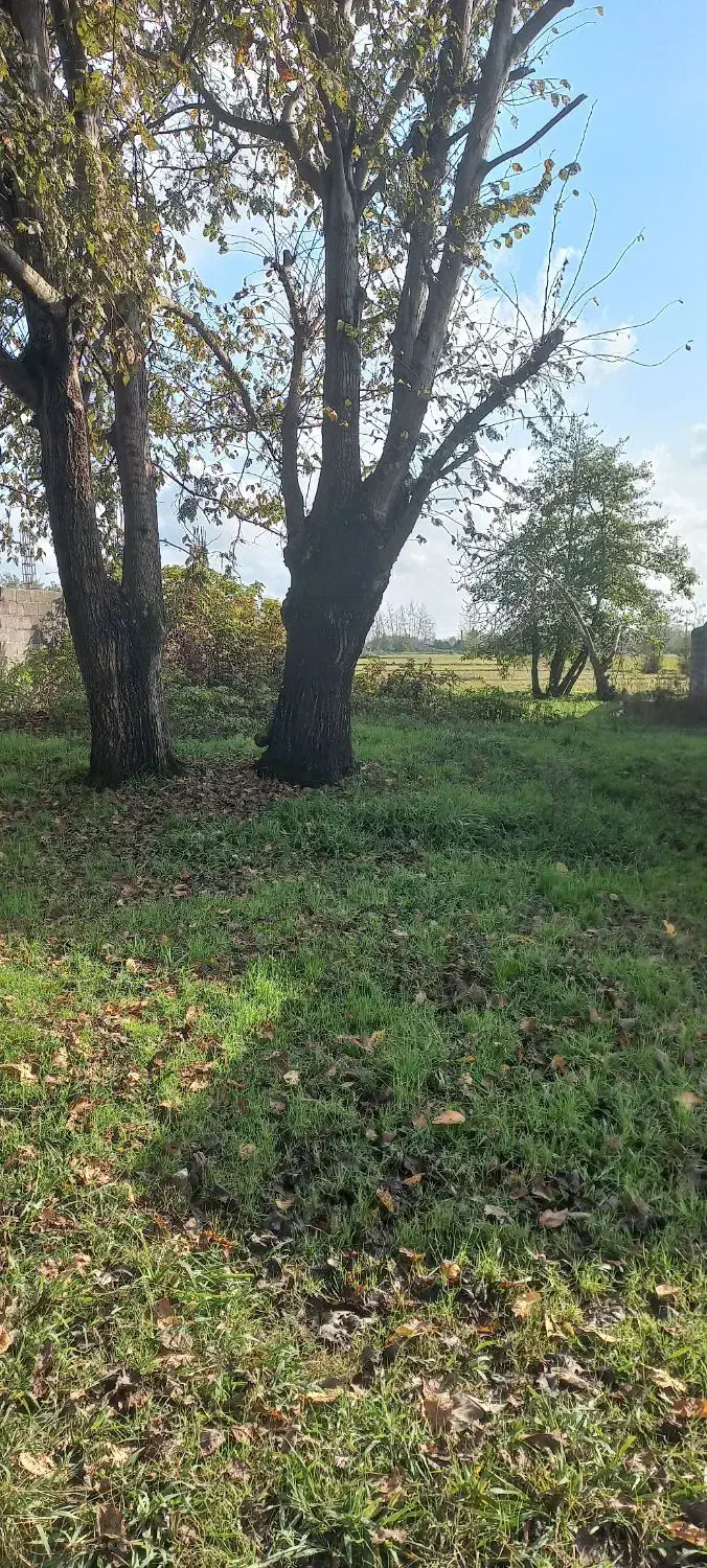 فروش زمین باغی و مسکونی|فروش زمین و ملک کلنگی|رشت, منظریه|دیوار