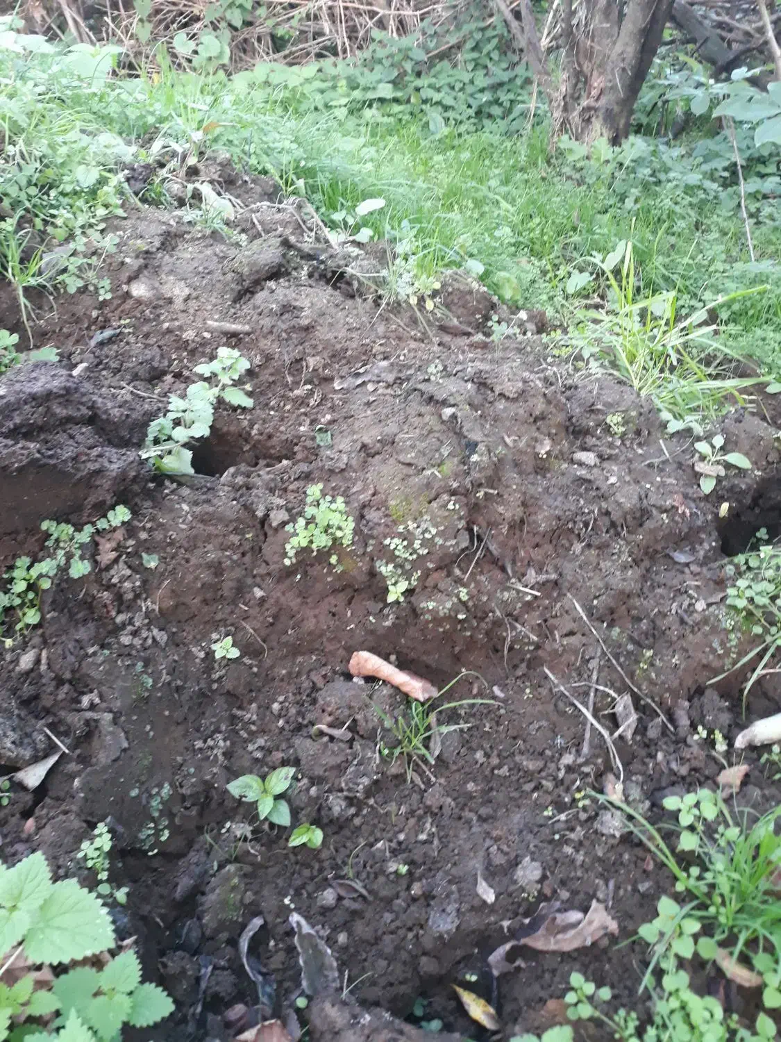 کودپوسیده حیوانی، پرواری|عمده‌فروشی|احمدسرگوراب, |دیوار