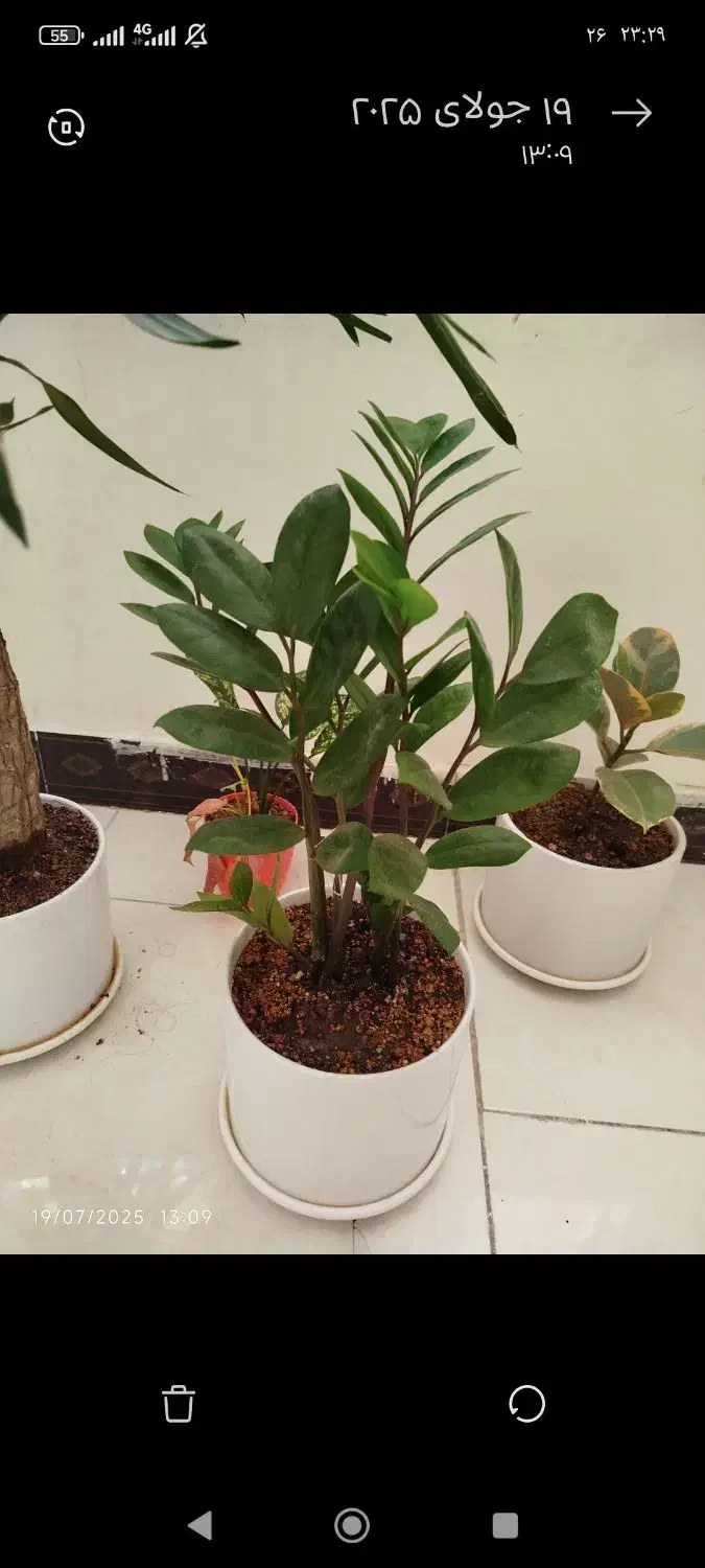 گل آپارتی سه گل با گلدونای سرامیکی|گل و گیاه طبیعی|چهاردانگه (تهران), |دیوار