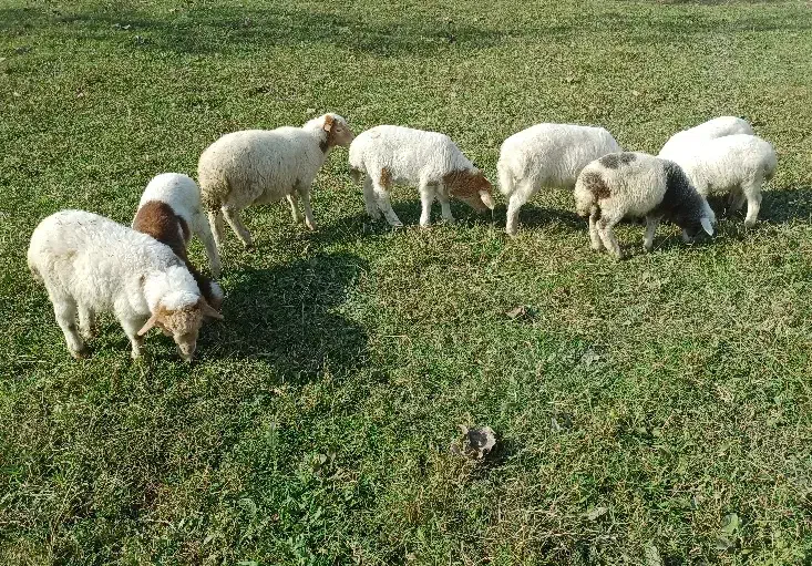 ۸ راس بره علفخوار نر|حیوانات مزرعه|ماسال, |دیوار