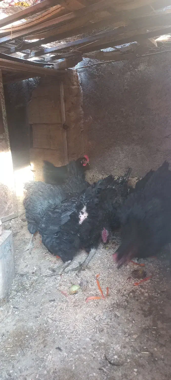 مرغ تخمی|حیوانات مزرعه|بیرجند, |دیوار