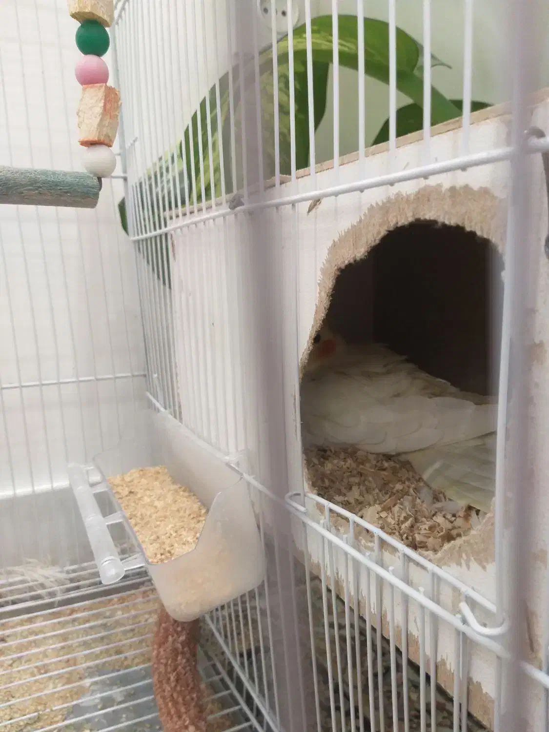 عروس هلندی مولد|پرنده|چناران, |دیوار