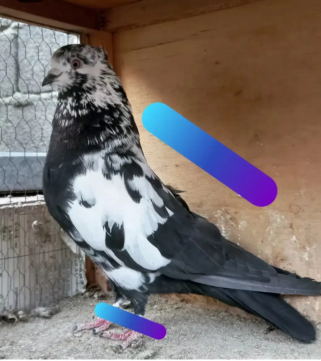 کفتر بدرد بخور (متن رو حتما بخونید)|پرنده|ماهدشت, |دیوار