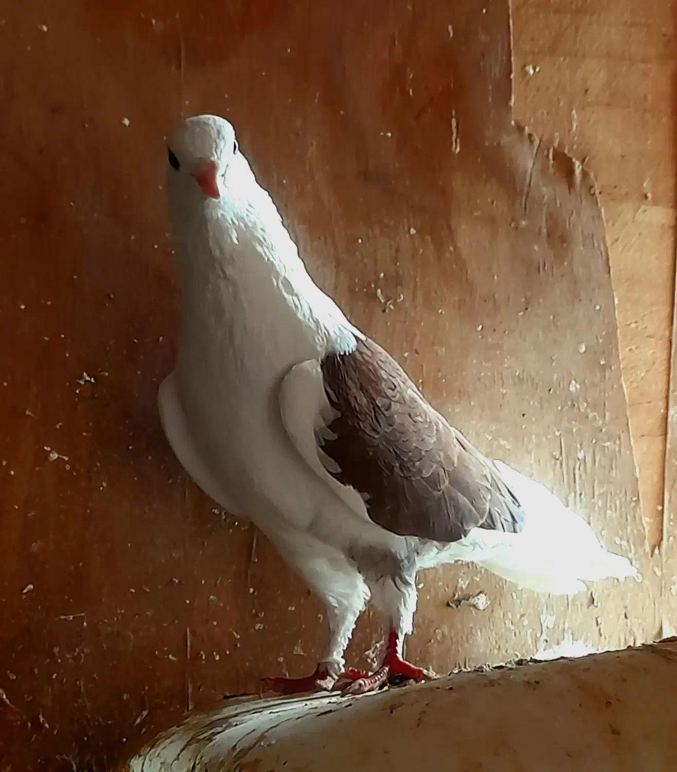 طوقی پشدار|پرنده|اردبیل, |دیوار