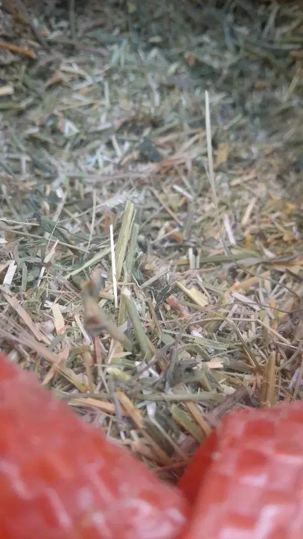 بیده یونجه|عمده‌فروشی|شیروان (خراسان), |دیوار