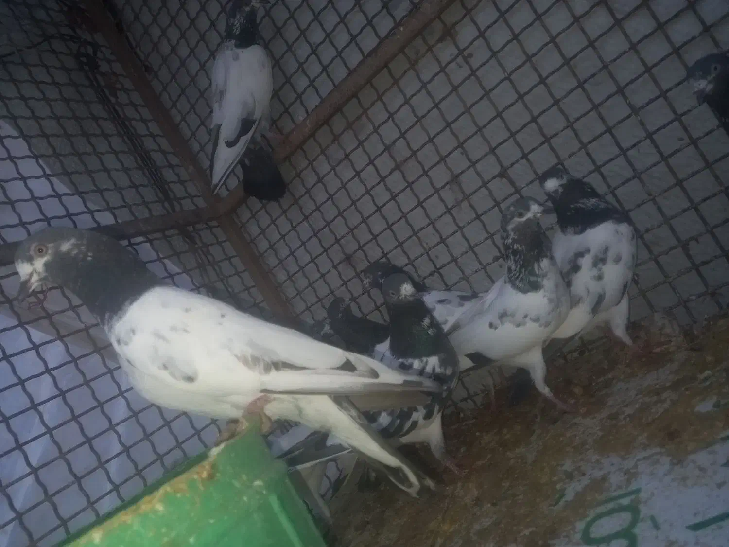 فروش کبوتر|پرنده|خورموج, |دیوار