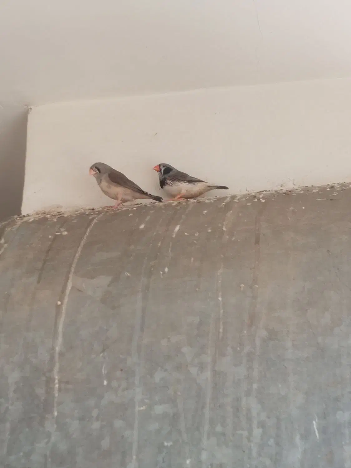 فنچ کینگ|پرنده|قم, پردیسان|دیوار