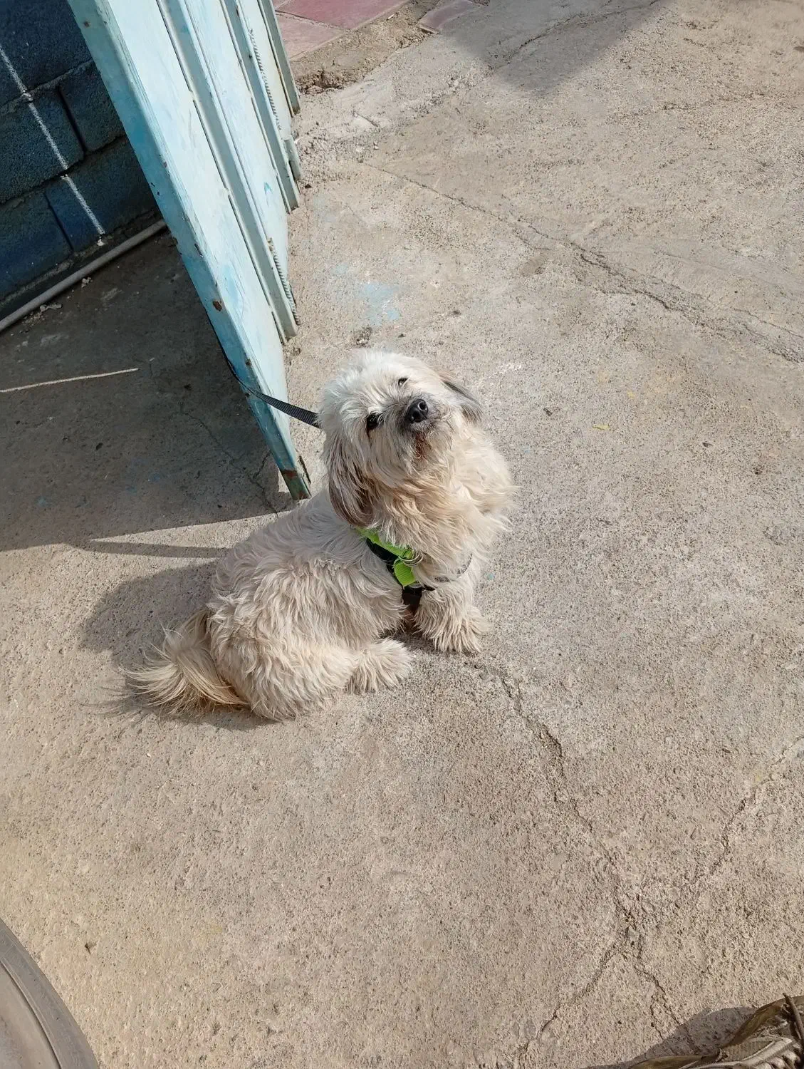 سگ پشمالو|سگ|یزد, |دیوار