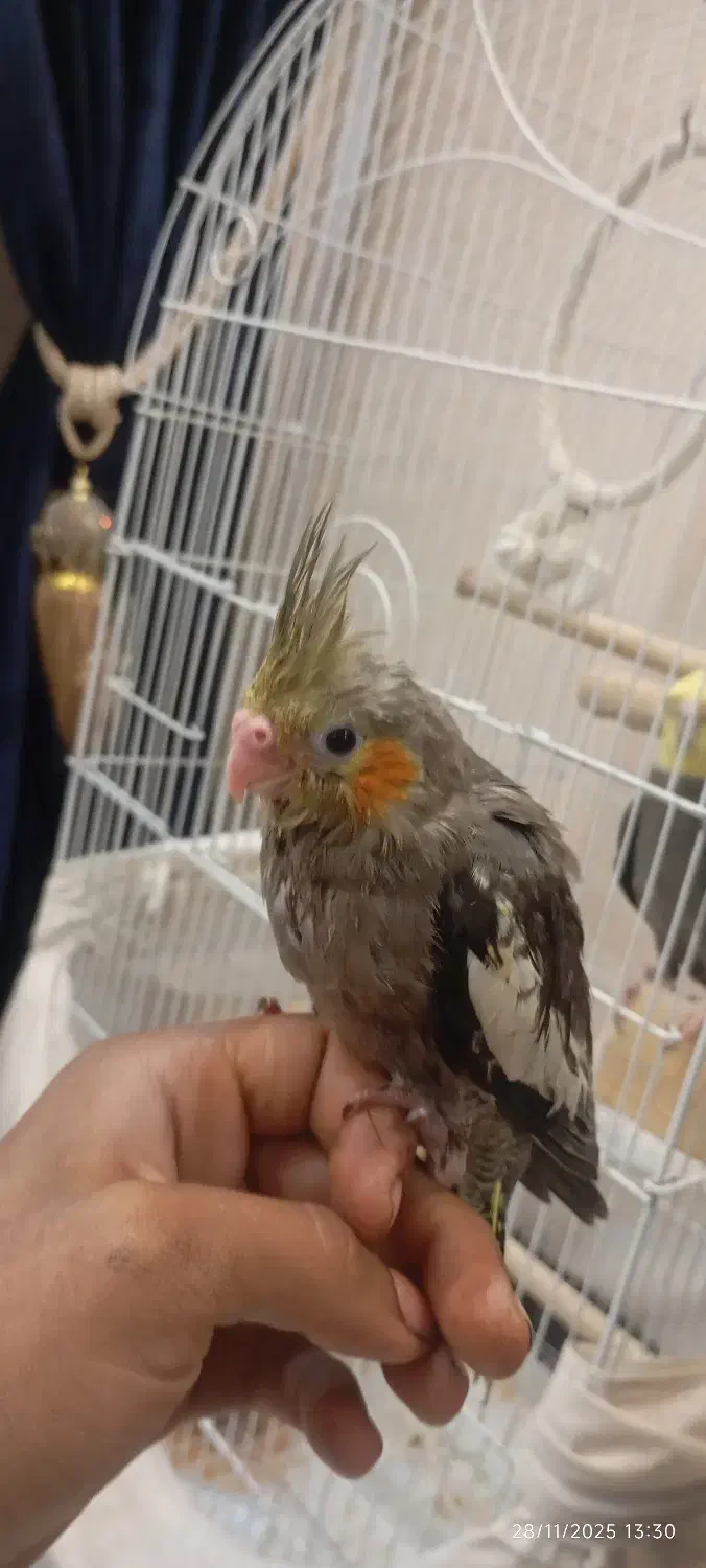 جوجه عروس هلندی|پرنده|مشهد, عامل|دیوار