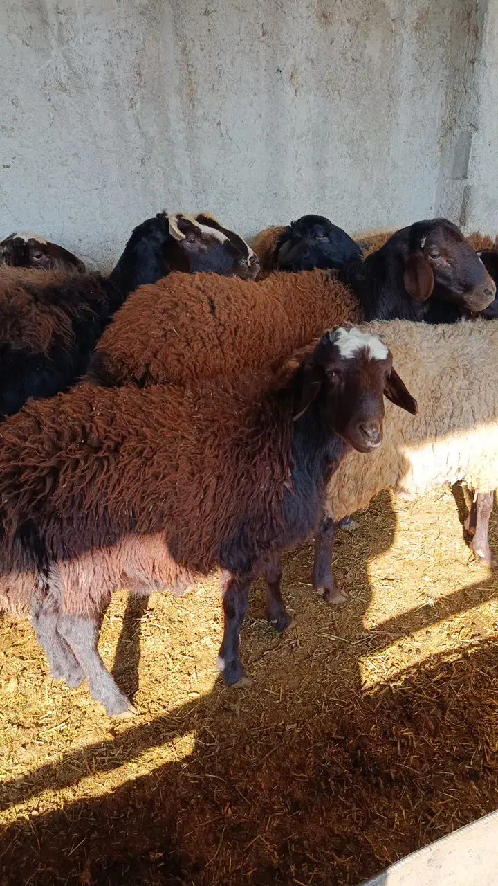 میش چاق|حیوانات مزرعه|هشتگرد, تهران دشت|دیوار