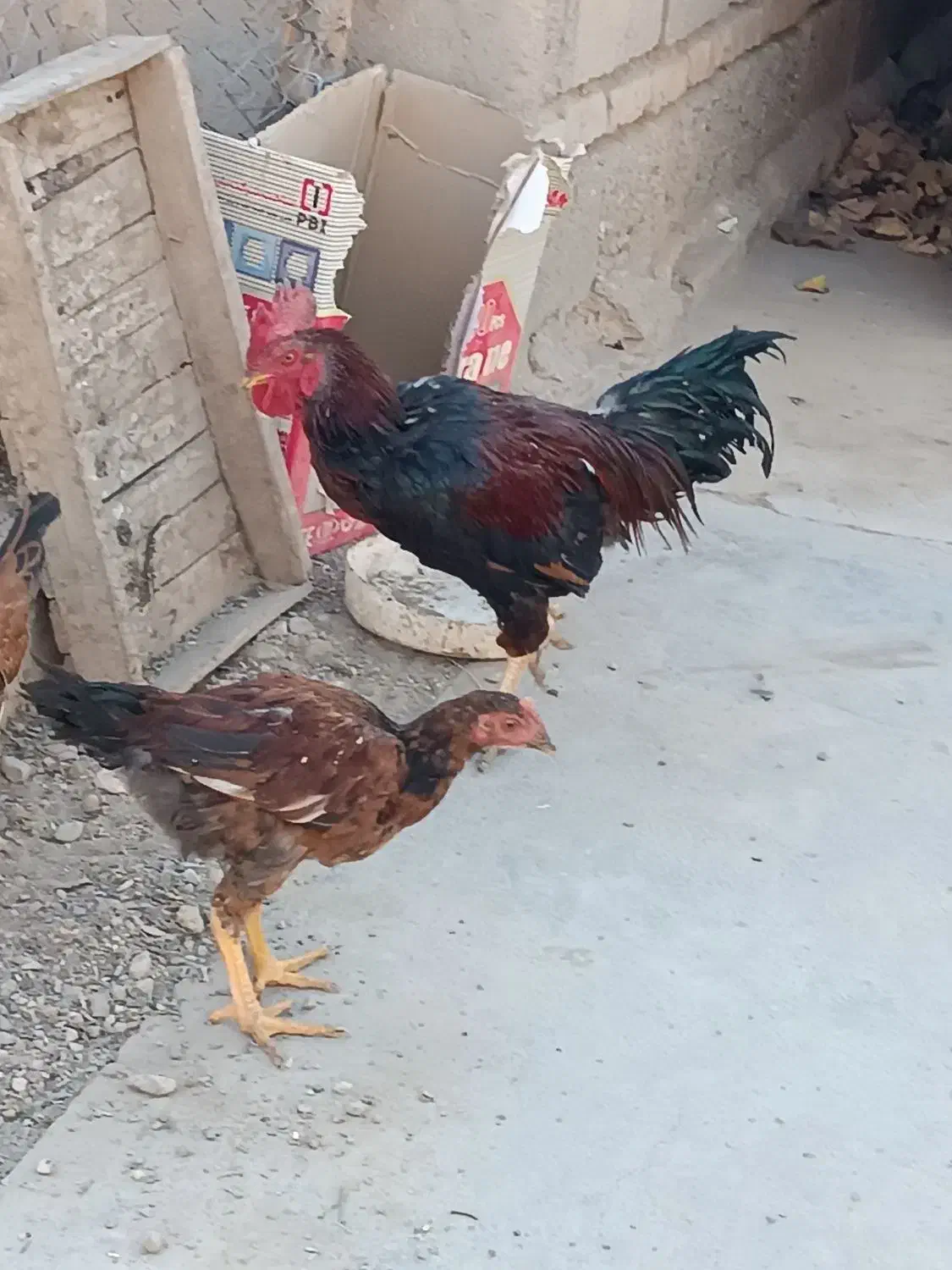 دو عدد خروس محلی چاق سالم|حیوانات مزرعه|بکتاش, |دیوار