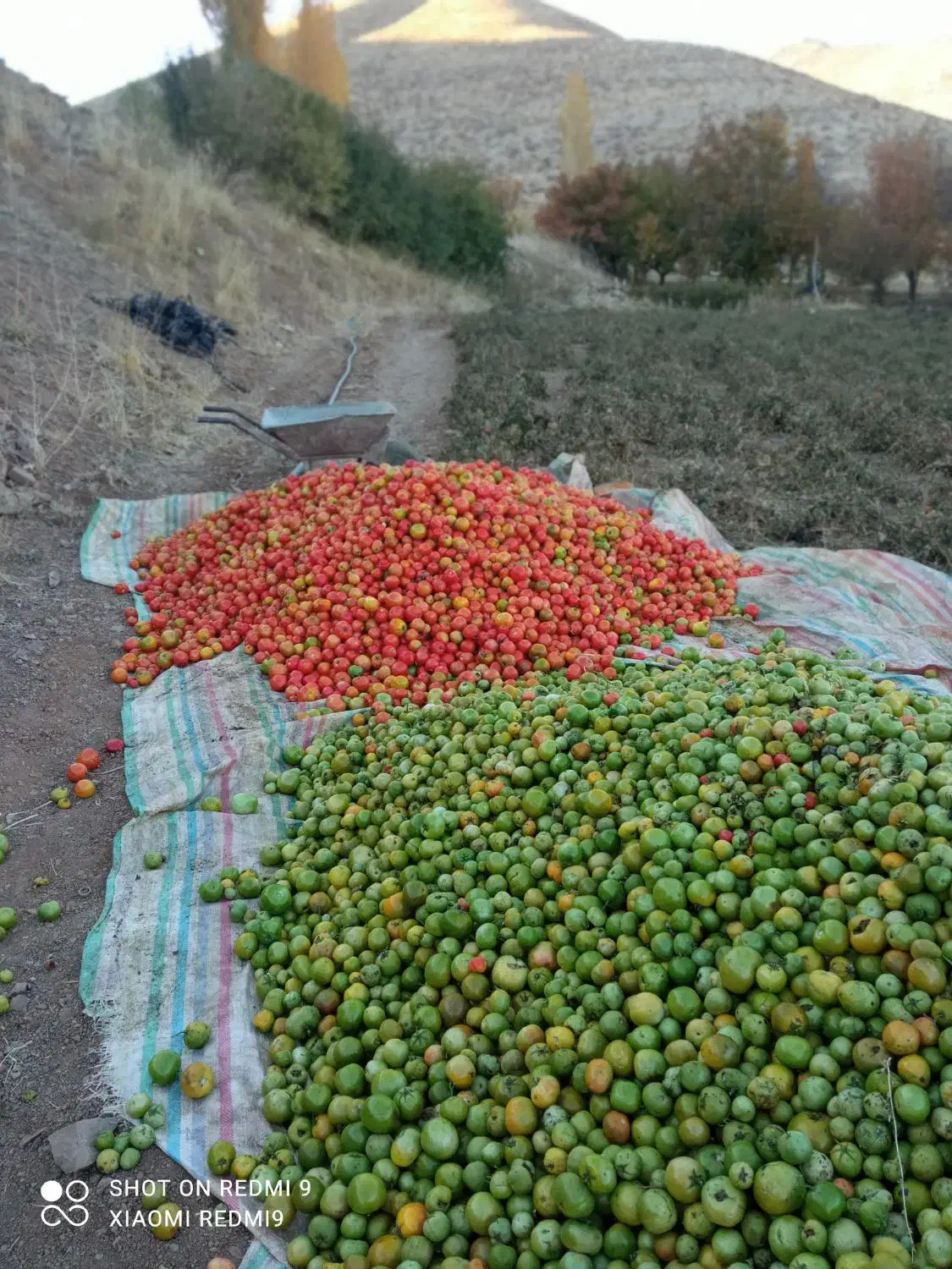 سلام گوجهفرنگی درجه یک برای فروش هر چند کیلو|عمدهفروشی|بلبان آباد, |دیوار