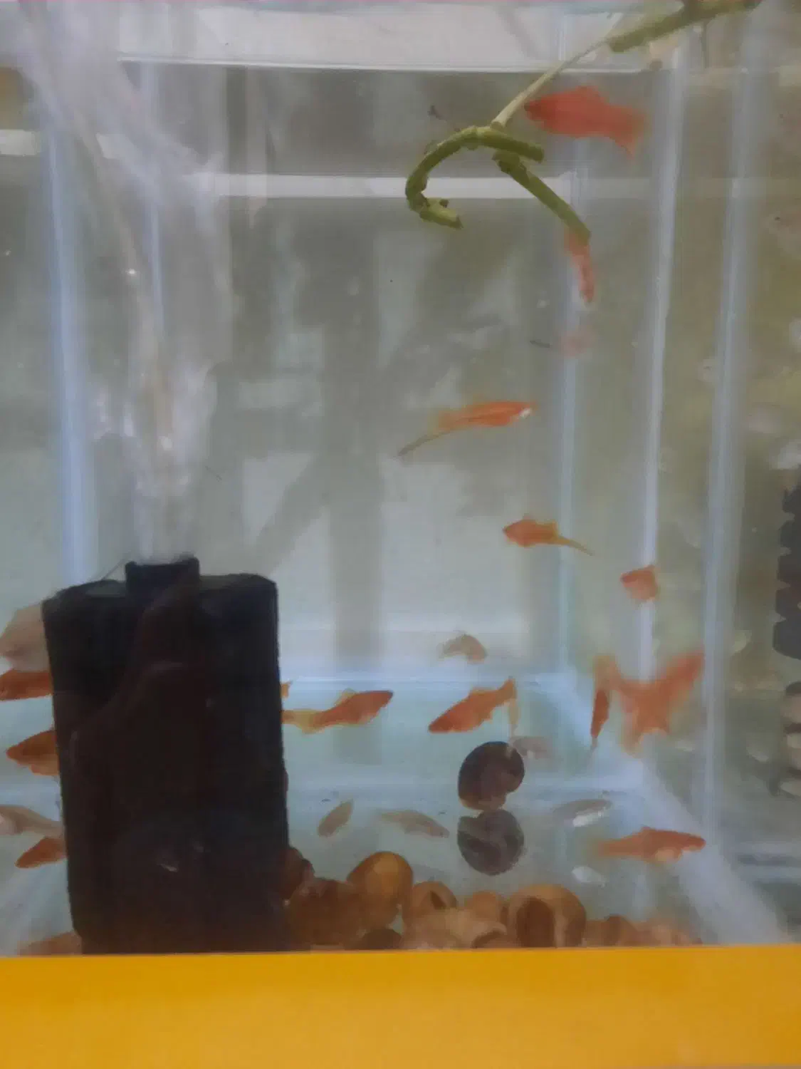 مولی دم شمشیری مولد|ماهی|زاهدان, |دیوار