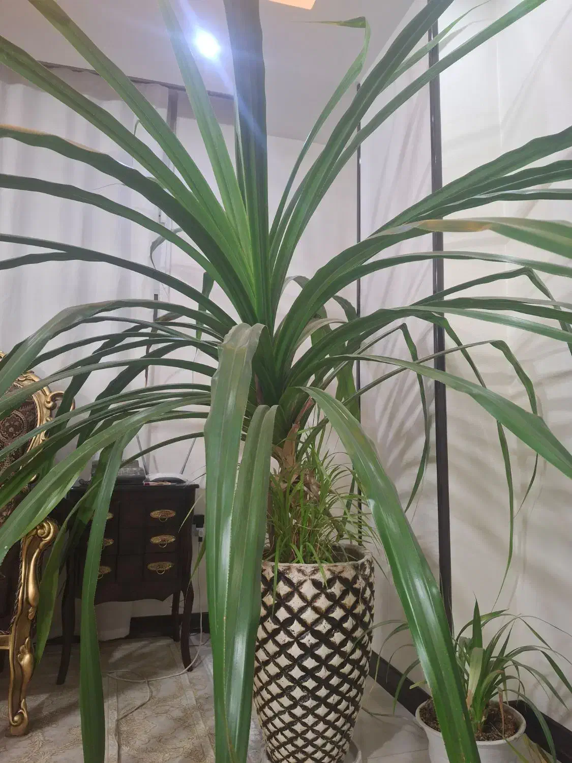 گل پاندانوس بزرگ|گل و گیاه طبیعی|شاهین‌شهر, خانه کارگر|دیوار