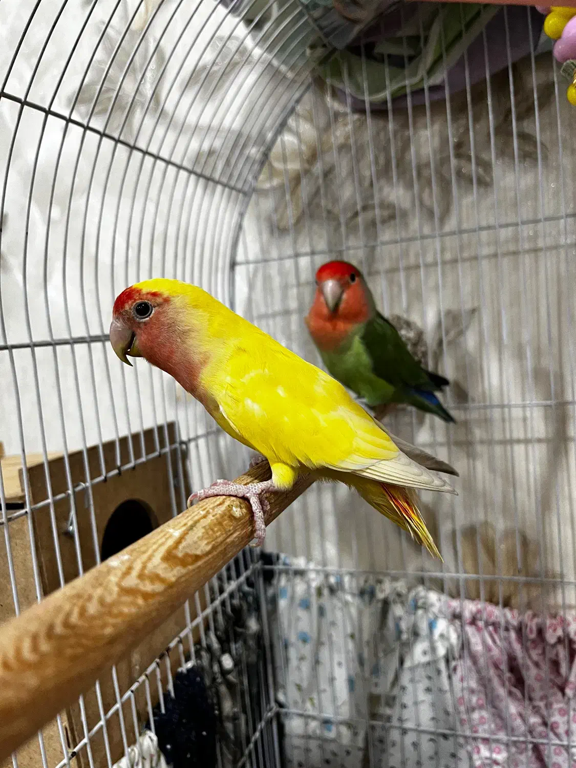 طوطی برزیلی|پرنده|اهواز, فرهنگ شهر|دیوار