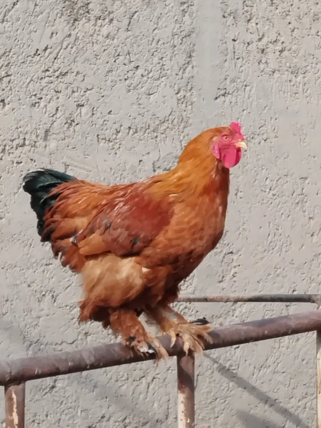 خروس برهما|حیوانات مزرعه|دشتابی, |دیوار