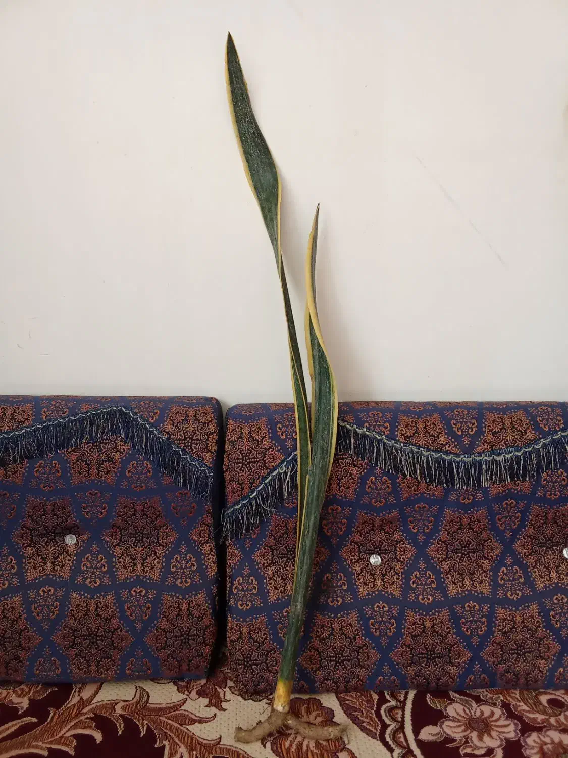 سانس ریشه لخت|گل و گیاه طبیعی|گلپایگان, |دیوار