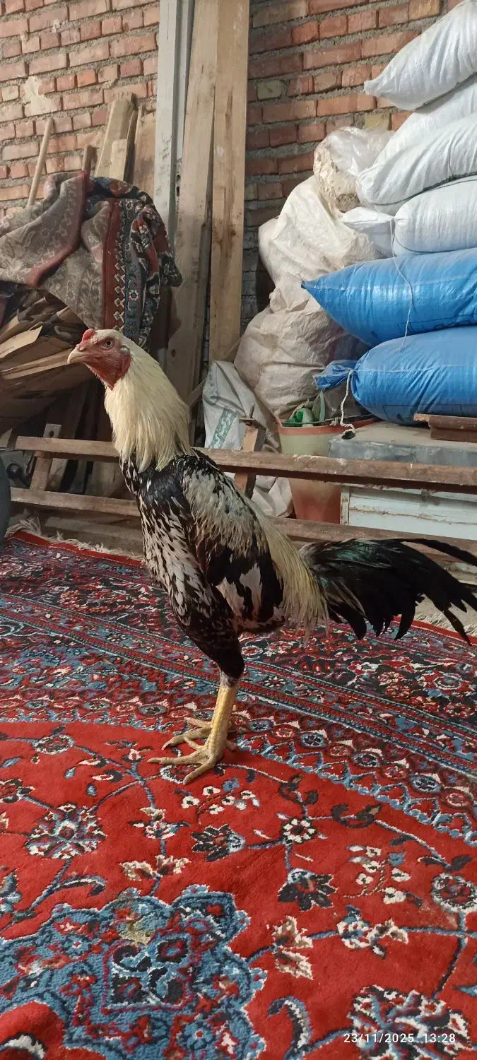 خروس لاری|حیوانات مزرعه|مهاباد (آذربایجان غربی), |دیوار