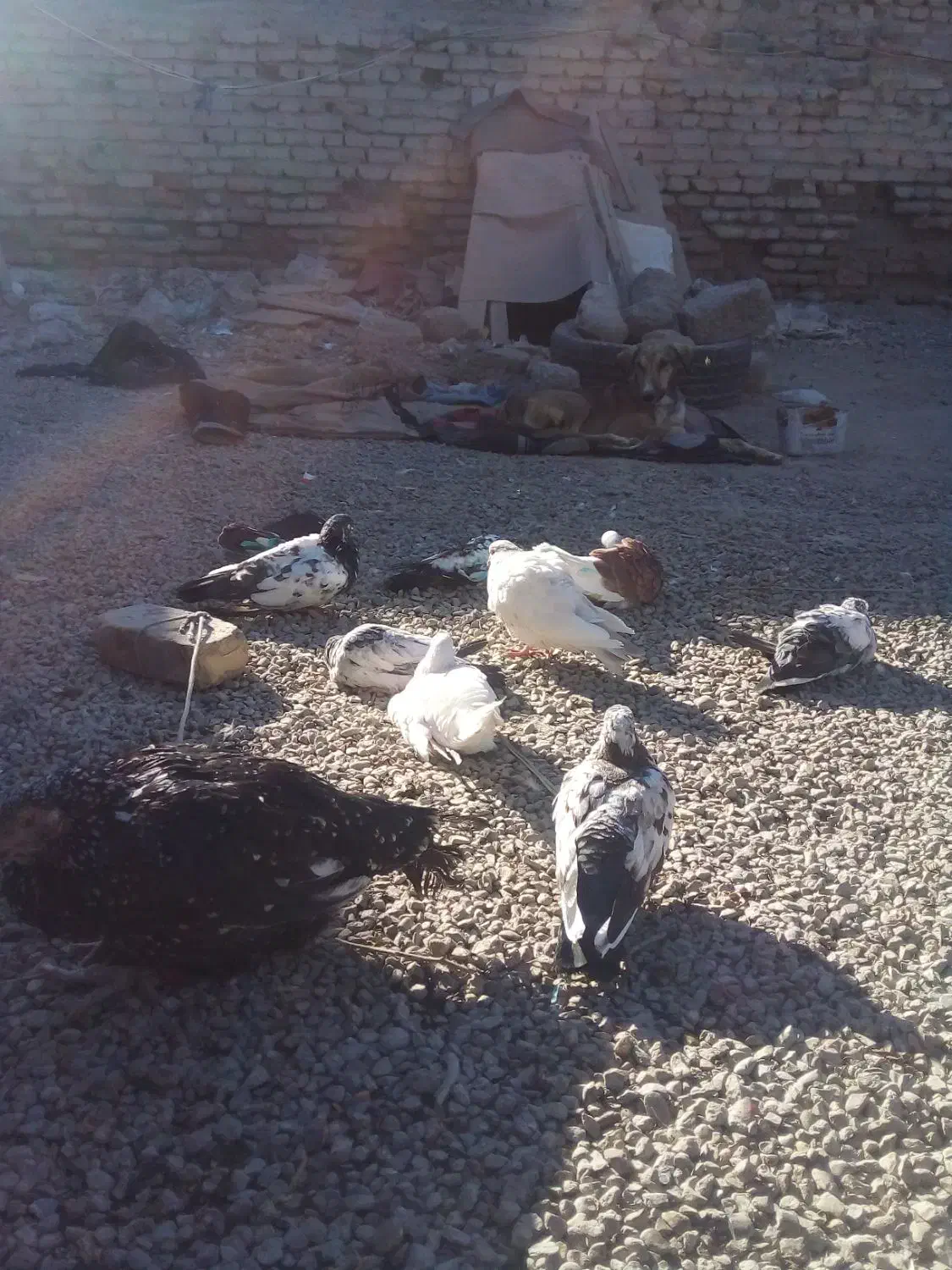 چندجفت کبوتر۰|پرنده|ایرانشهر, |دیوار