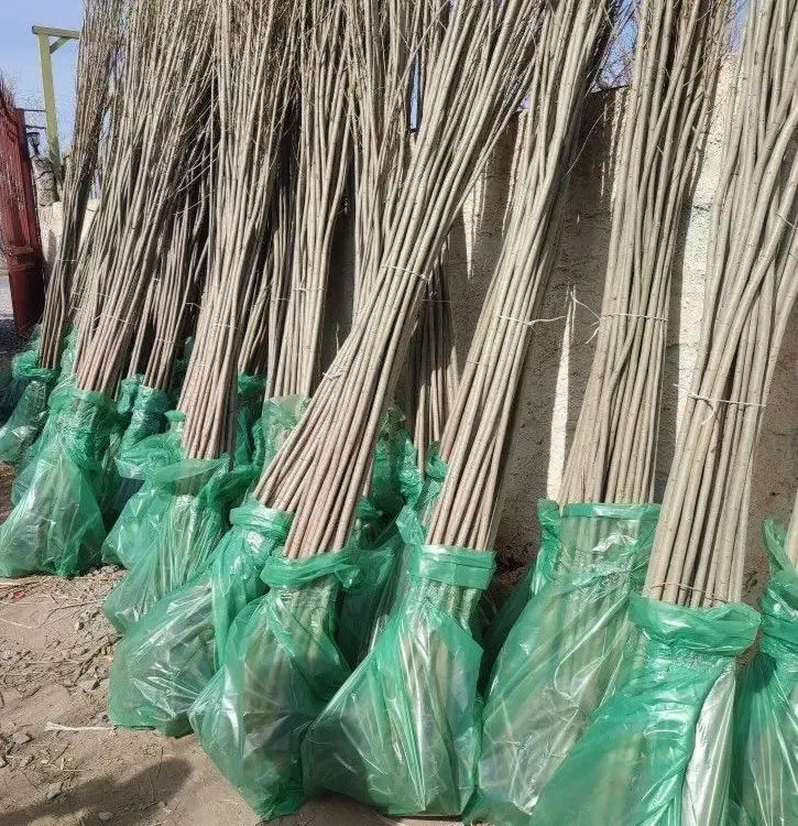 صنوبر و کبوده|خدمات باغبانی و درختکاری|سقز, |دیوار