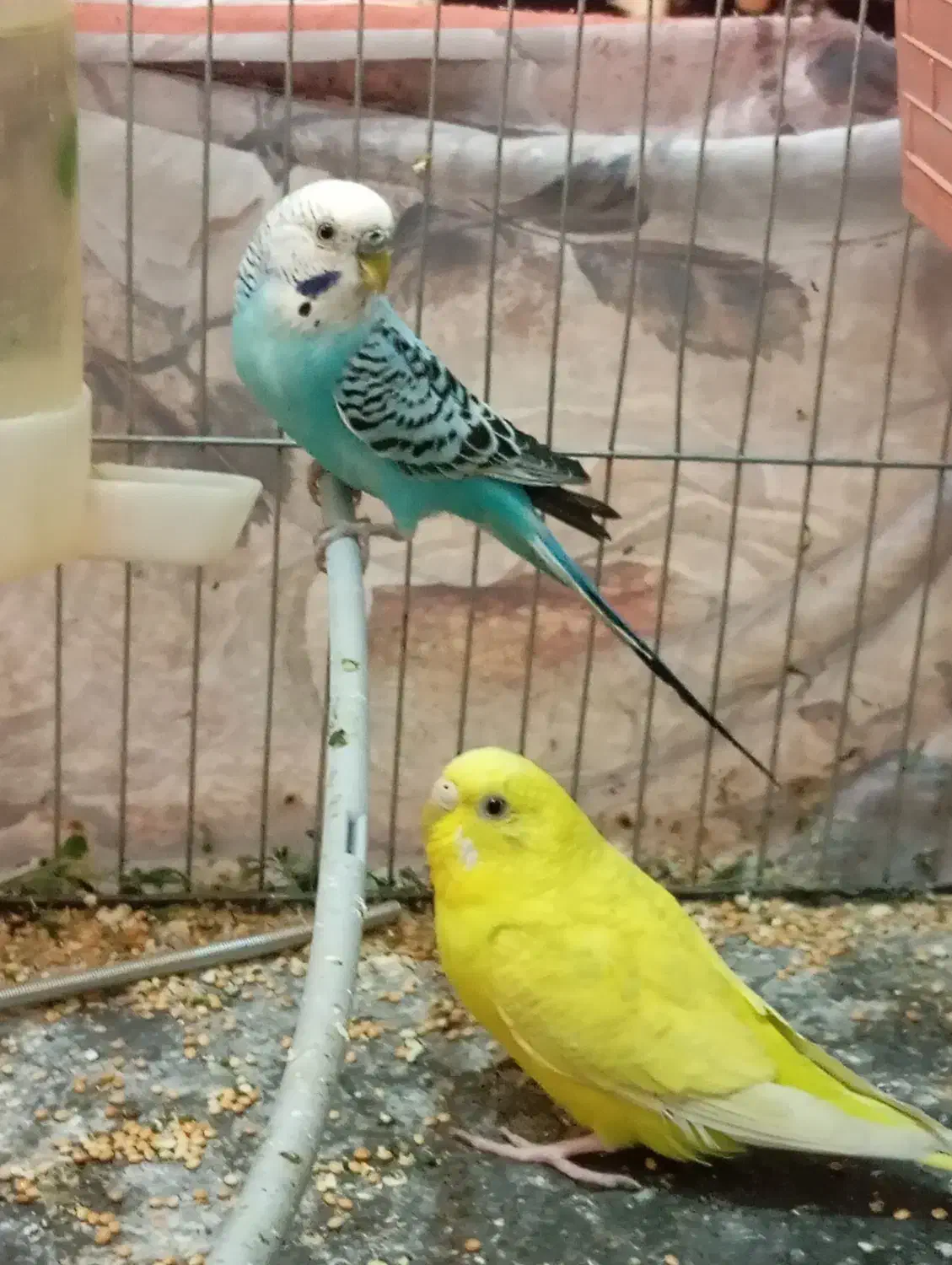 مرغ زینتی مرغ عشق سرحال|پرنده|جنت, |دیوار