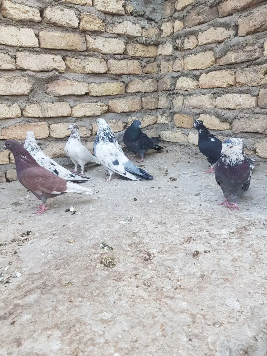 کبوتر پرشی(تهرانی)|پرنده|برخوار, |دیوار