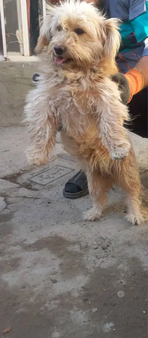 پاکوتاه شیتزو|سگ|تبریز, |دیوار