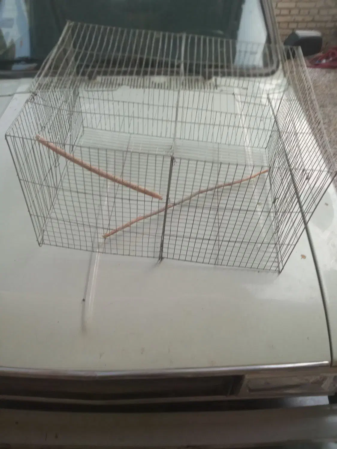 مرغ‌عشق|پرنده|شوش, |دیوار