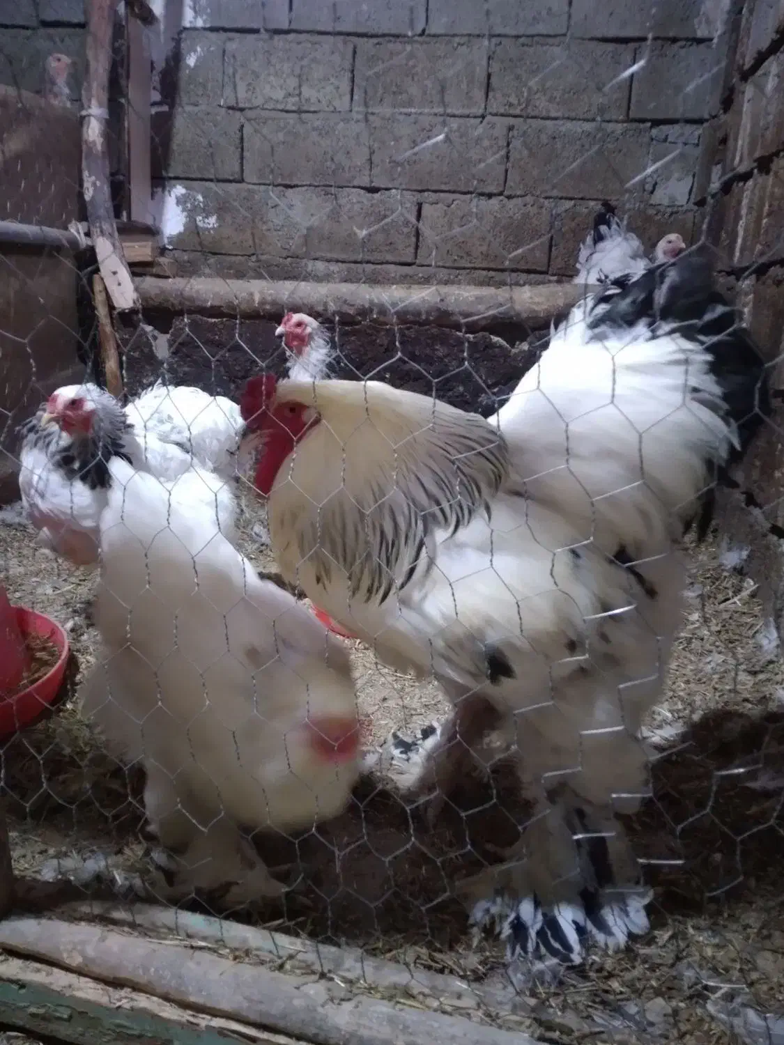 فروش مرغ و جوجه برهما و سسار،،و دستگاه جوجه کشی|حیوانات مزرعه|مشگین شهر, |دیوار