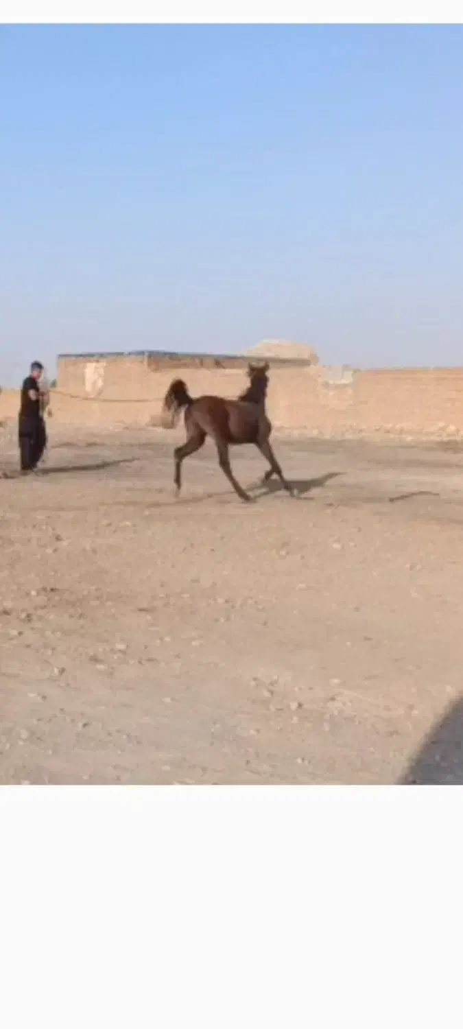 کامران کره از کیسان سیاه|اسب و تجهیزات اسبسواری|مرودشت, ژیان|دیوار