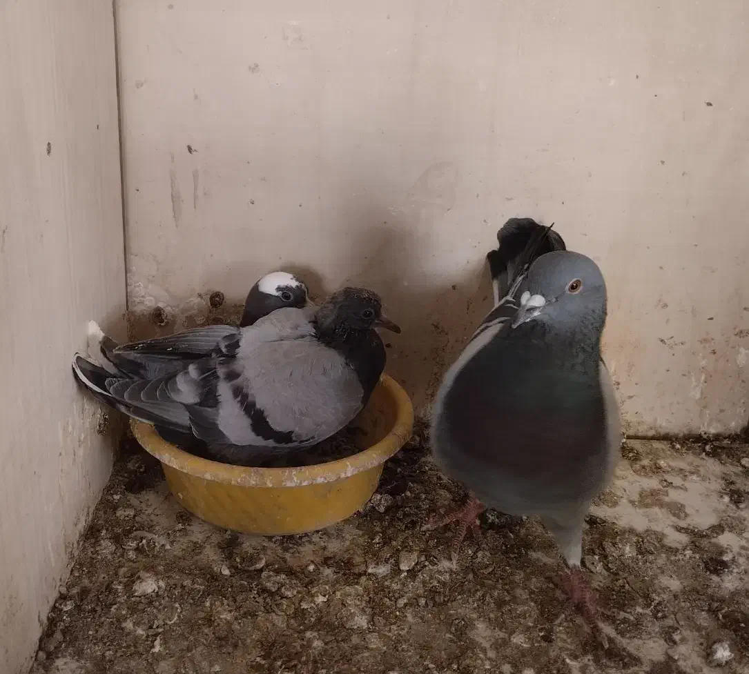 یک جفت سبز و سبز دست سفید عالی|پرنده|پاکدشت, پاکدشت (مامازند)|دیوار