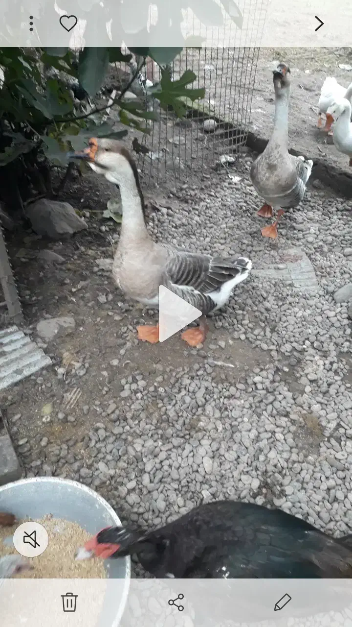 فروش تعدادی قوغاز و نیمچه مرغ و خروس|حیوانات مزرعه|سنگر, |دیوار