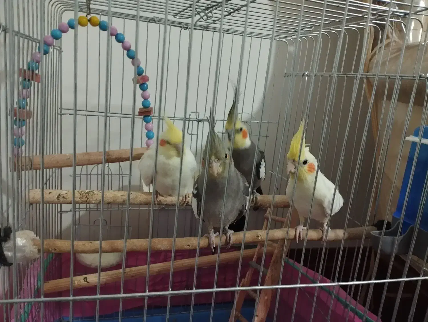 تعدادی عروس هلندی جوون|پرنده|ساوه, |دیوار