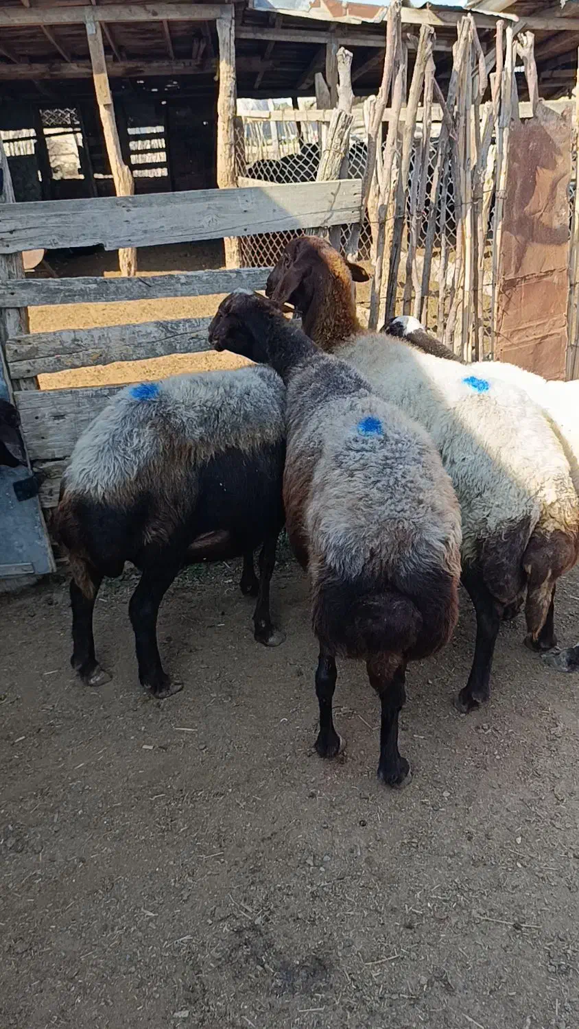 5راس میش آبستن سونوشدن|حیوانات مزرعه|سیمین شهر, |دیوار