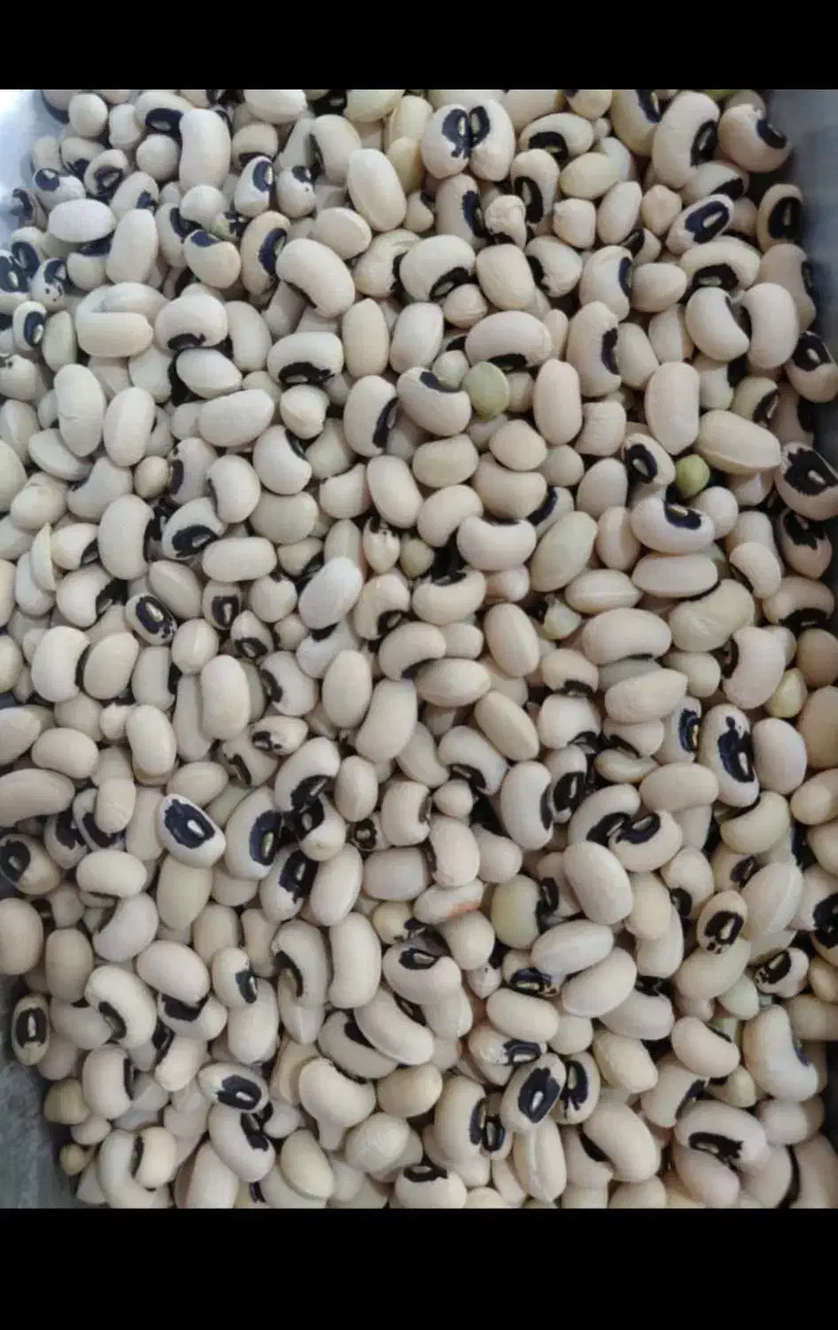 لوبیا چشم بلبلی بوجاری ش برداشت امسال باپخت عالی|خوردنی و آشامیدنی|دهلران, |دیوار