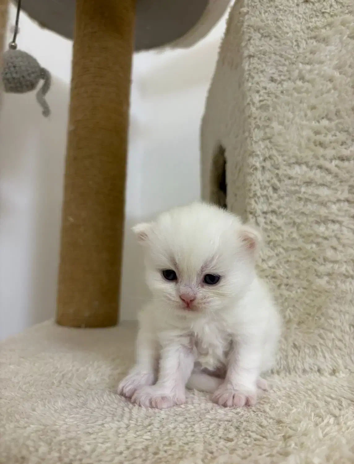 بچه گربه بریتیش ناز و آروم|گربه|تهران, نیاوران|دیوار