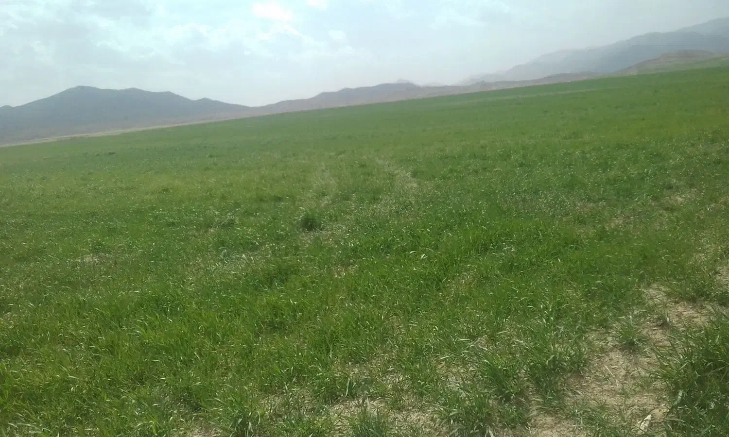زمین مسکونی|فروش زمین و ملک کلنگی|ساروق, |دیوار